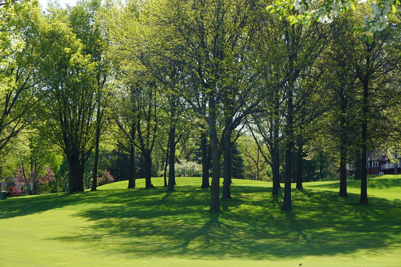 park with trees
